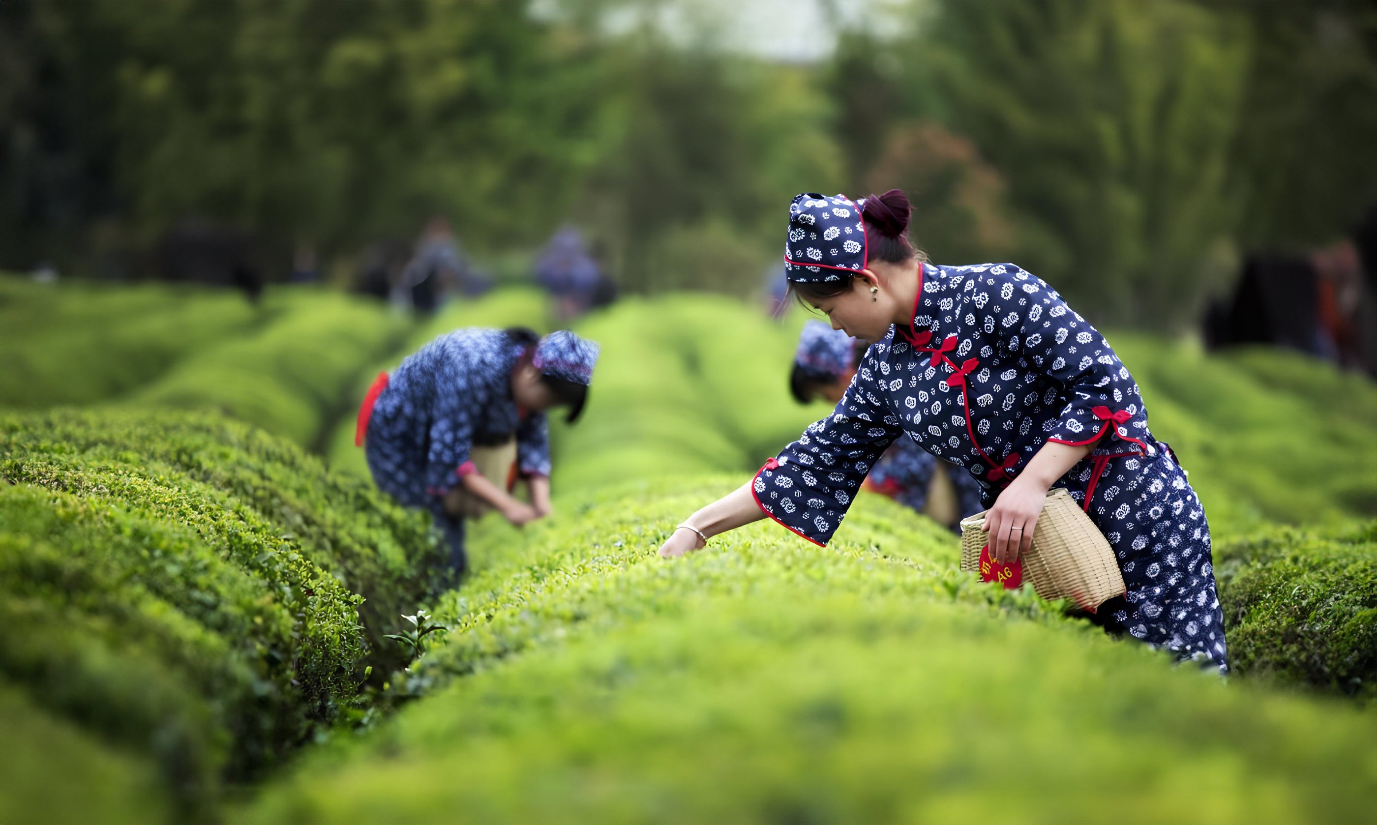 Femmes récoltant le thé à la main