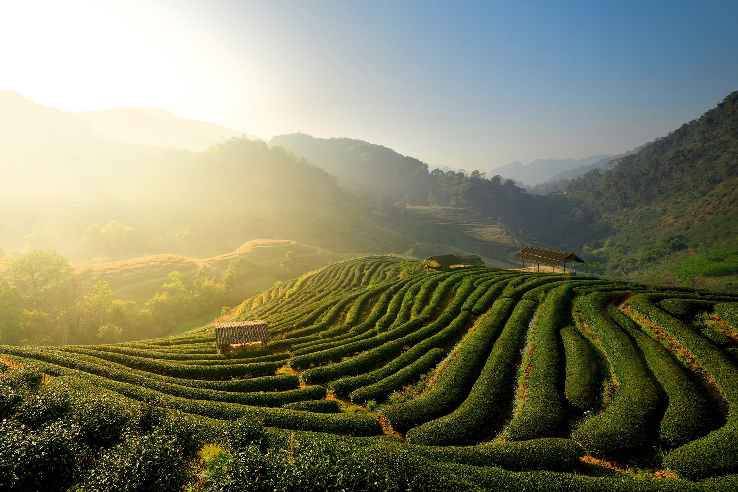 Thés Oolong Grands Crus Bio – Compagnie des Thés