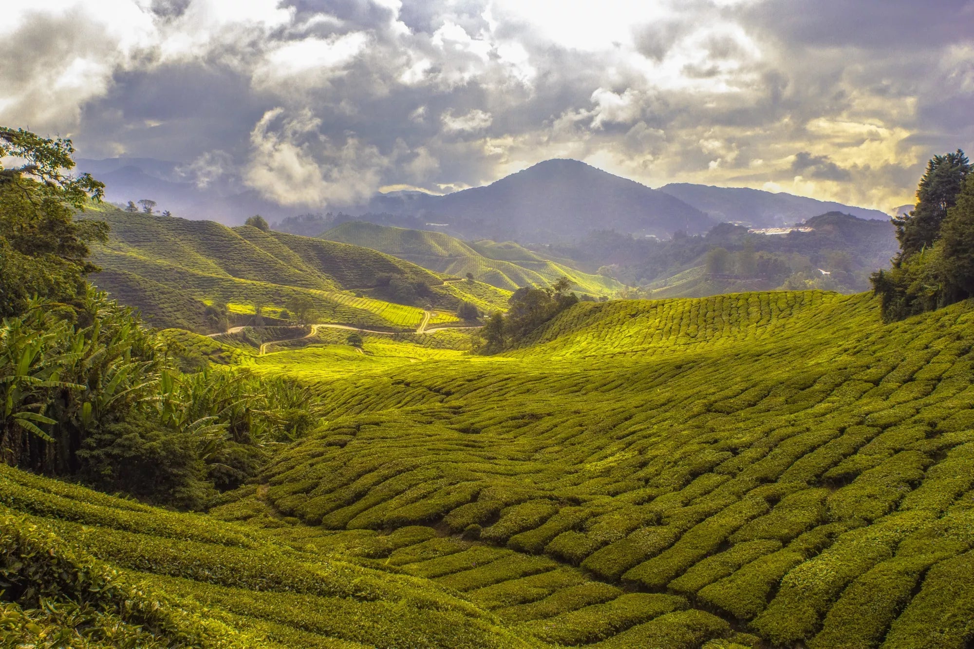 Plantation de thé bio en Inde, collines verdoyantes au lever du soleil dans le Darjeeling