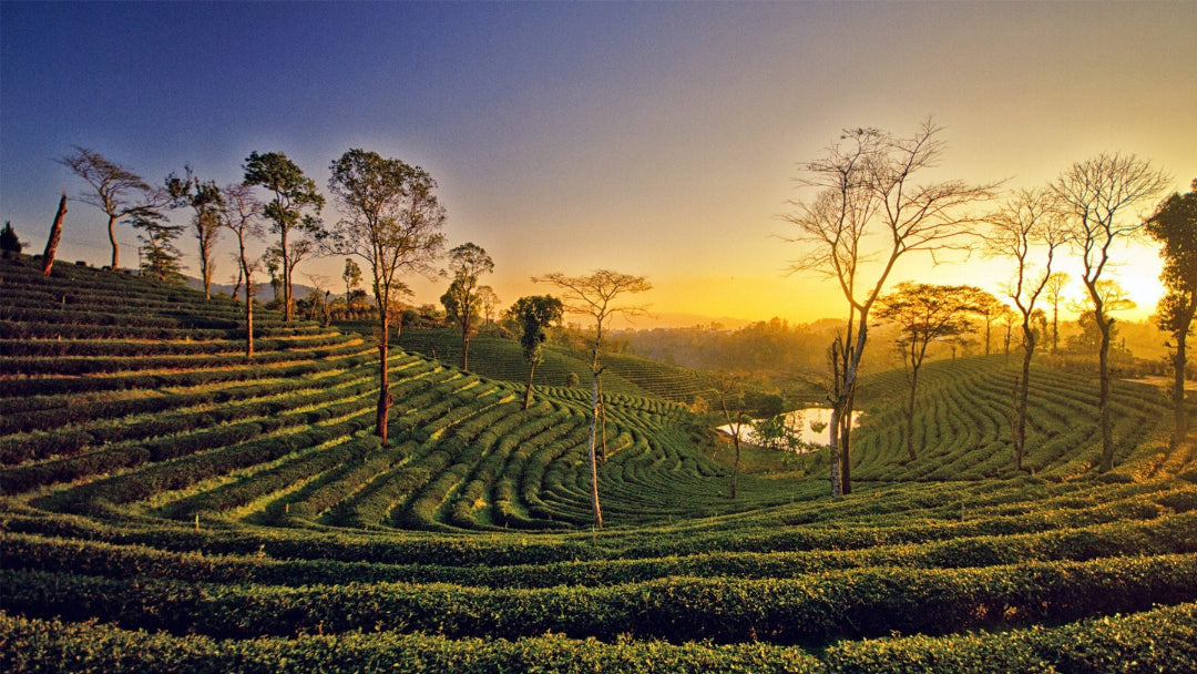 Plantation de thé bio dans l’état d’Assam en Inde au coucher du soleil