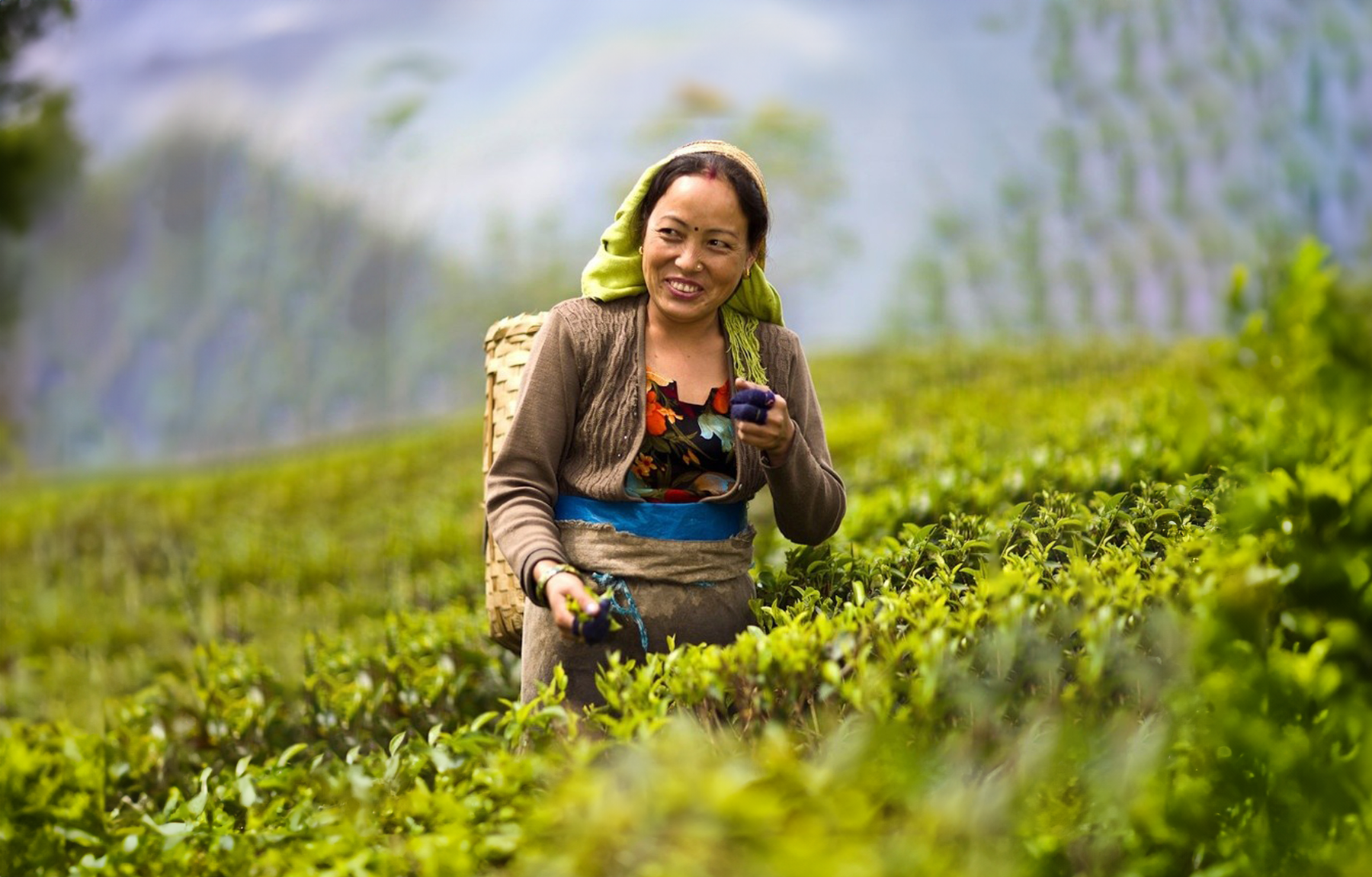 Cueilleuse de thé bio dans une plantation du nord de la Thaïlande