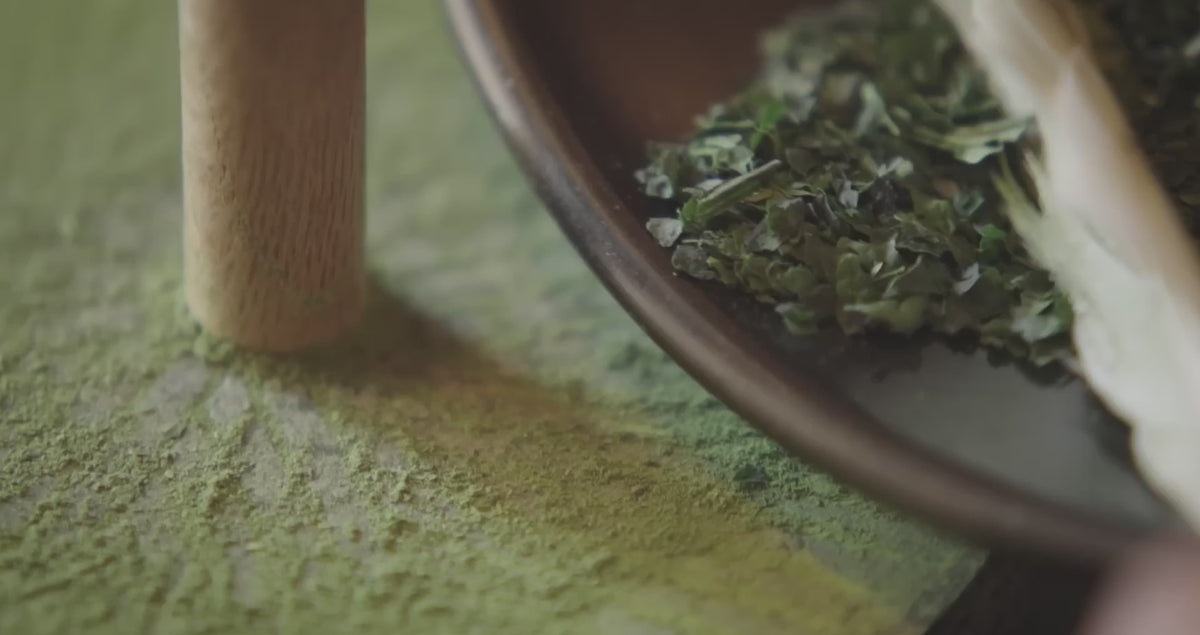 étapes de production et de la préparation du matcha cérémonie d'Uji Bio.
