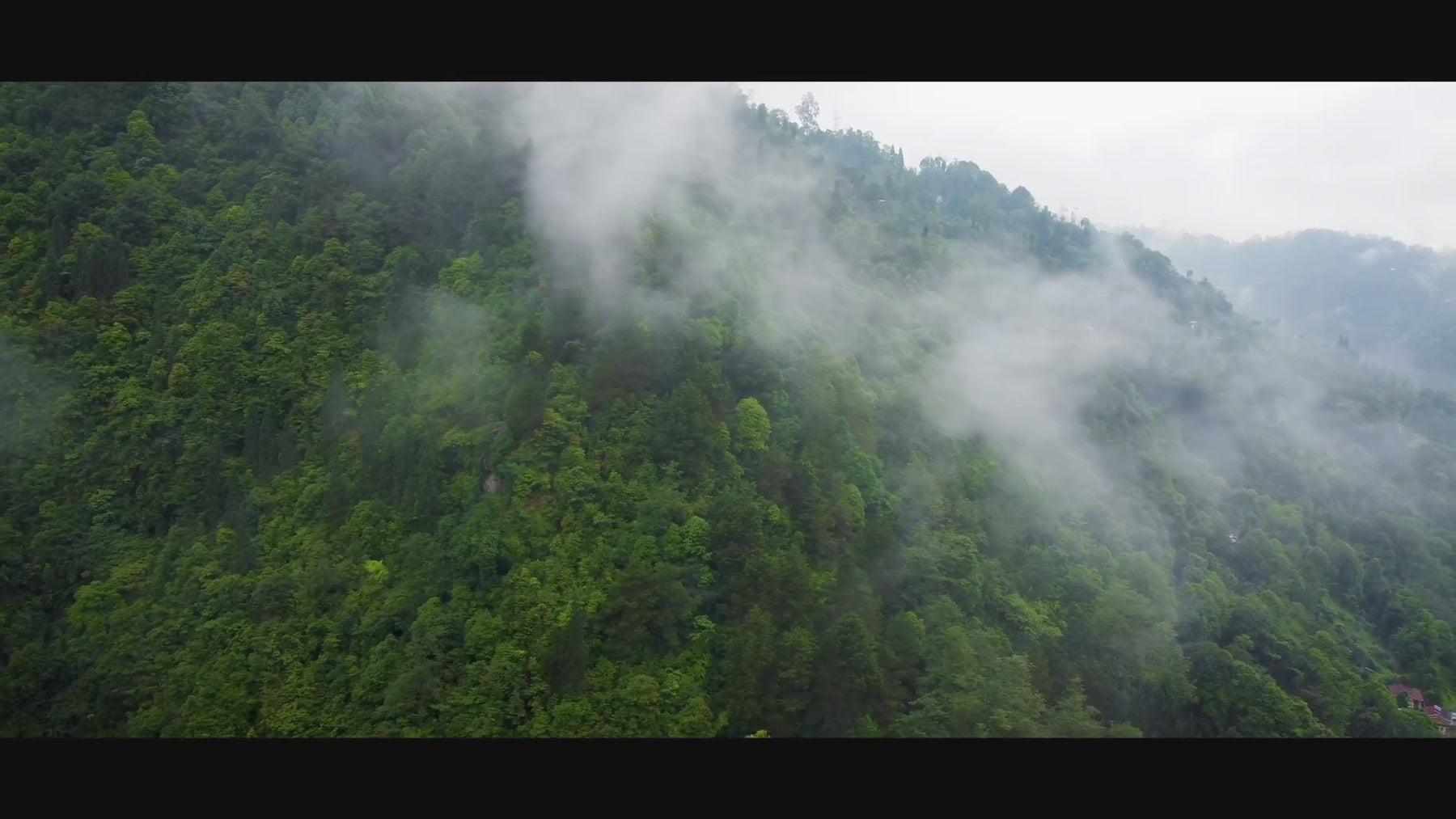 Plantation de thé bio indienne dans la brume matinale, ambiance sensorielle et mystique
